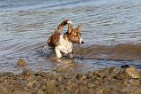CORGI CARDIGAN 232